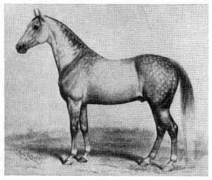 تاریخچه اسب; خاستگاه و تكامل اسب