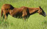 مطالعه و تشخیص علل کاهش وزن در اسبها 