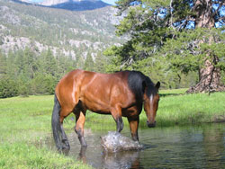 تعادل مایعات و الکترولیتها در اسب کورس